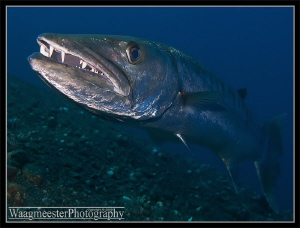 The Great Barracuda of Tulamben, Bali (Sphyraena barracud... by Marco Waagmeester 